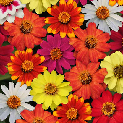 Zinnia Zahara Series Flower Seeds
