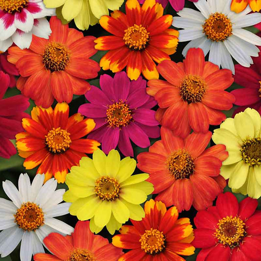 Zinnia Zahara Series Flower Seeds